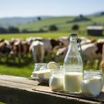 organic farming of dairy products